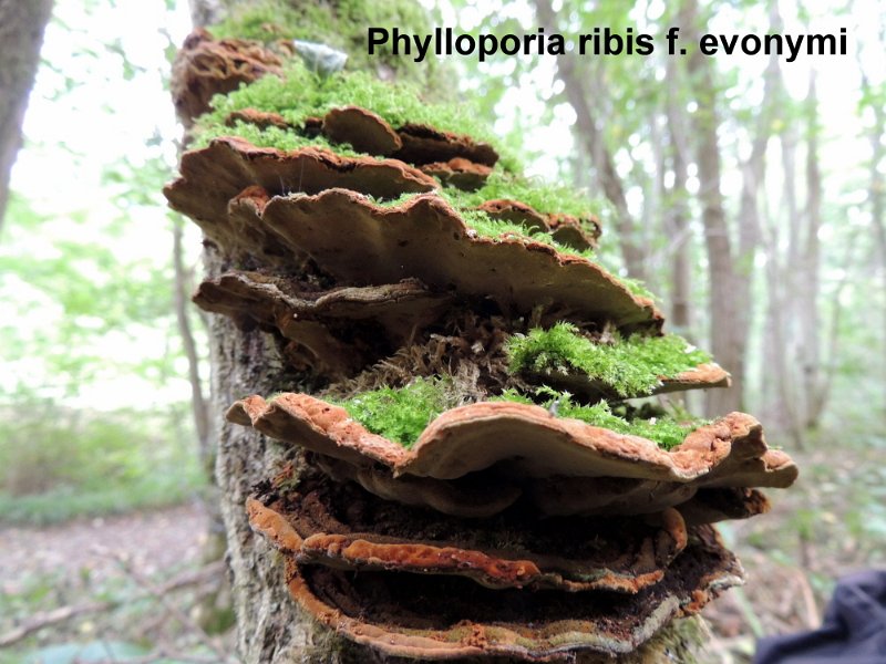 Phylloporia ribis f.evonymi-amf1539.jpg - Phylloporia ribis f.evonymi ; Syn1: Phellinus ribis f.evonymi ; Syn2: Polyporus evonymi ; Nom français: Polypore du fusain